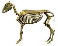 Realistic Donkey Skeleton