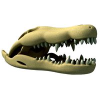 Crocodile Skull 3