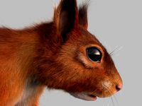 squirrel