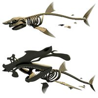 Set of Sharks Skeletons