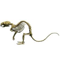 Rat Skeleton
