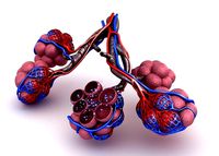 Alveoli in lungs - blood saturating by oxygen