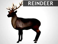 Reindeer