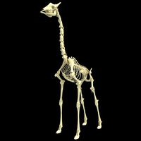 Realistic Giraffe Skeleton