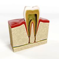 Tooth structure