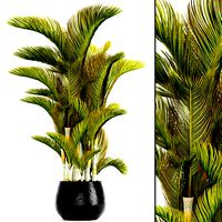 Dypsis lutescens