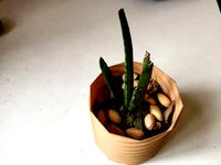 Colour Full planter | 3D