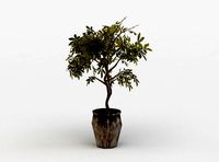 Pot ficus