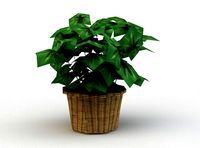 Pot flower