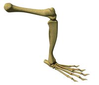 Rat Animal Leg Skeleton