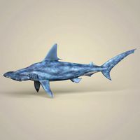 Realistic Hammerhead Shark