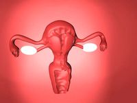 uterus