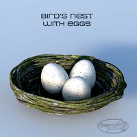 Bird Nest