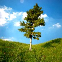 Cedar Tree No 3