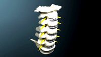 Cervical spine with cord