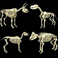 Skeleton Set of 3D Animals