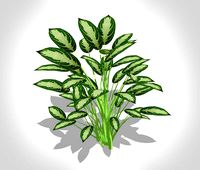Aglaonema commutatum