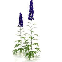 Delphinium