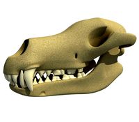 Wolf Fox Skull