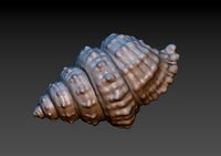 Seashell | 3D