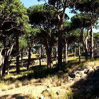 umbrella pine trees