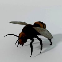 African Bee