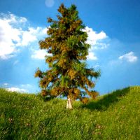 Cedar Tree No 1