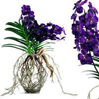 Vanda orchids