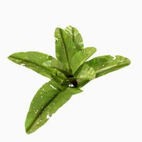 Low Poly PBR Dock Leaf Plant
