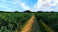 vineyard