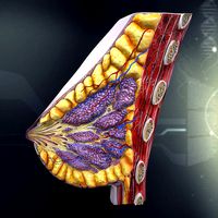 Human Breast Anatomy
