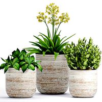 Decorative plant set-11