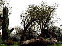 Brush Wood