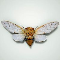 Cicada Platyloma Radah India Insect