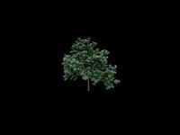 Tree tst
