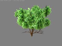 Bush1 3D Model