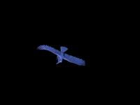 Raven