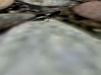 Leonardo Da Vinci - Flying Machine