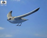 Sand Martin Riparia Riparia 3D Model