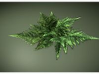 Low poly fern 3D Model