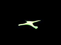 colibri