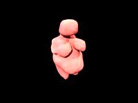 venus willendorf 3