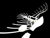 Leonardo Da Vinci - Flying Machine