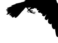 Raven