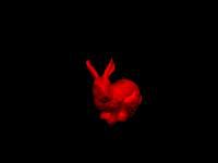 Webinar - Bunny