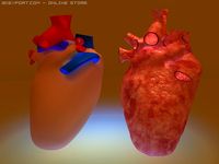 Heart 3D Model