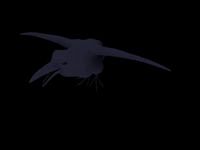 Raven