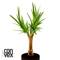 Potted Plant19 3D Model