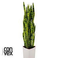 Potted Plant05 3D Model