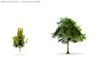 Trees 3D Model